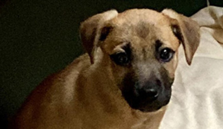HOSPITALISATION CHIOT PARVO