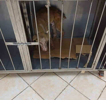 Aide-facture-veterinaire