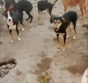 Des croquettes pour les chiens de Mymy Paloma
