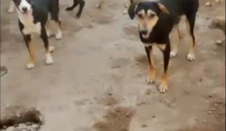 Des croquettes pour les chiens de Mymy Paloma