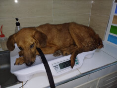 Image justificative de la cagnotte
