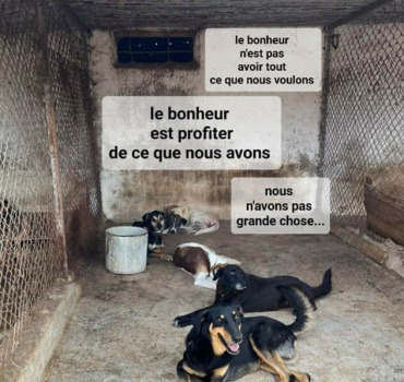 Cagnotte pour panier chien