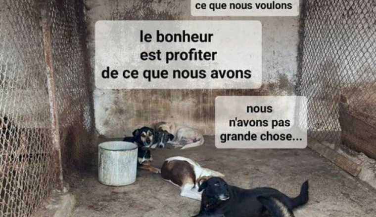 Cagnotte pour panier chien