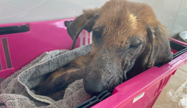 SOINS POUR HERY CHIOT MALTRAITE