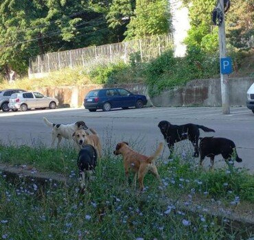 Refuge pour animaux à Orsova