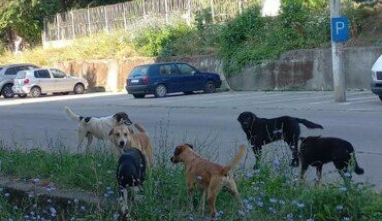 Refuge pour animaux à Orsova