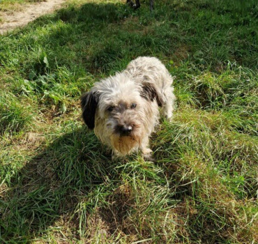 Opération de l'épaule de Gypsie 14 ans