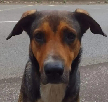 Sauvons notre douce Maia ❤️