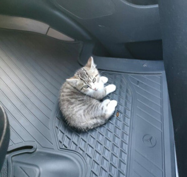 Chaton trouvé accidenté sur la voie publique