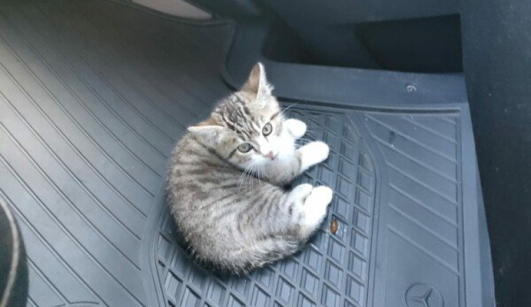 Chaton trouvé accidenté sur la voie publique