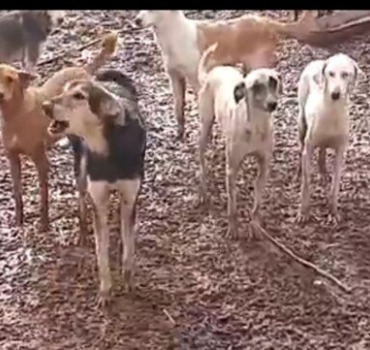 Aidons les animaux du refuge des miraculeux