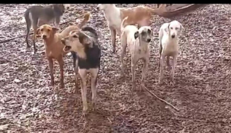 Aidons les animaux du refuge des miraculeux