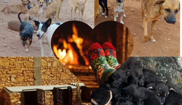 Un hiver au chaud pour les loulous 🐾🩵