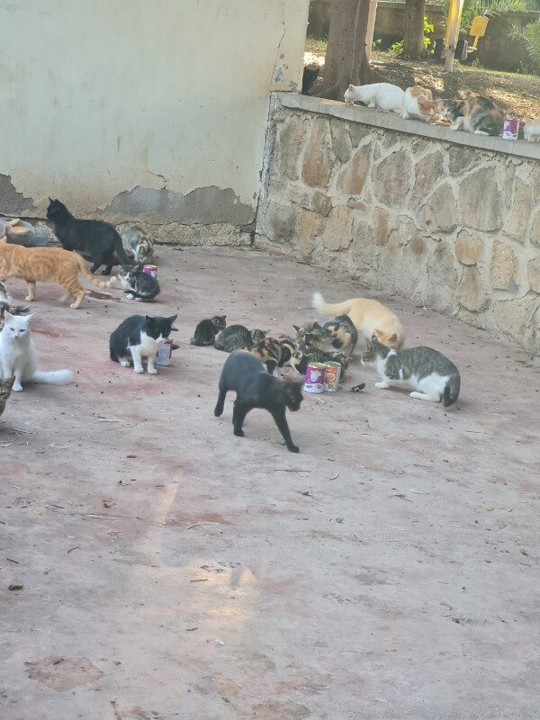 Image justificative de la cagnotte