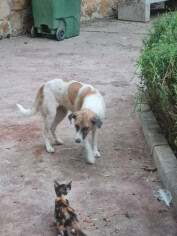 Image justificative de la cagnotte