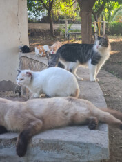 Image justificative de la cagnotte