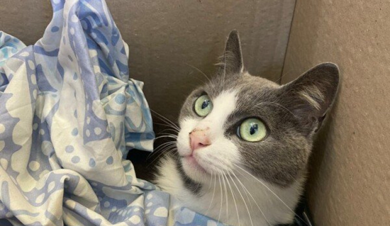 SOS : Opération chat accidenté