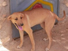 Image justificative de la cagnotte