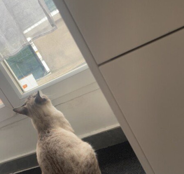 Chat malade opération coûteuse
