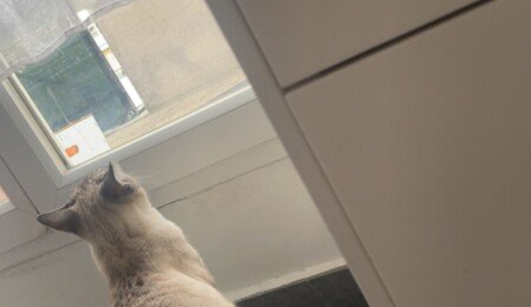 Chat malade opération coûteuse