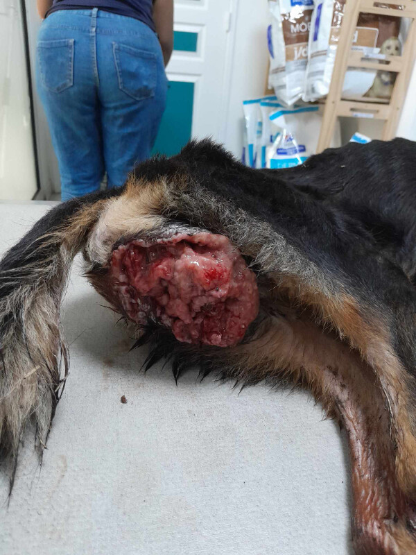 Image justificative de la cagnotte