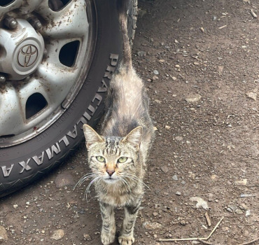 Sauvetage du chat de Beausejour