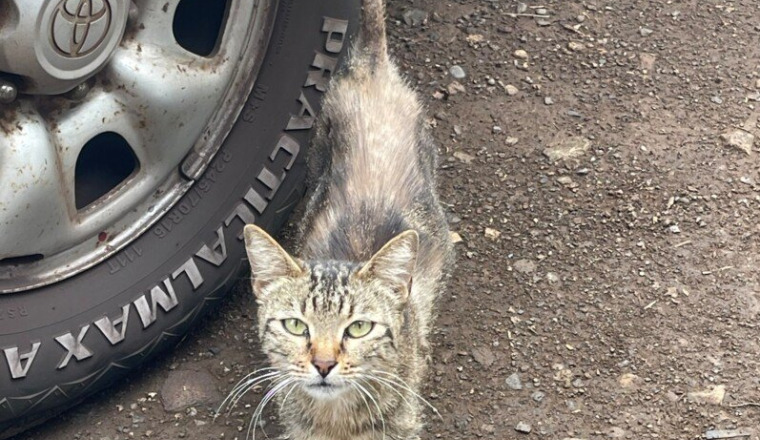 Sauvetage du chat de Beausejour