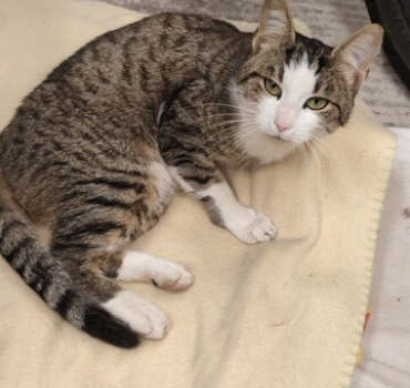 Chaton errant ne peux plus marcher