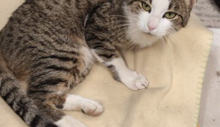 Chaton errant ne peux plus marcher