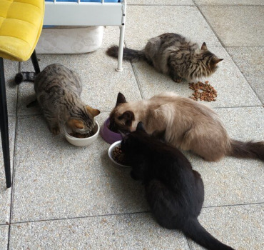 Stérilisation des 3 p'tits chats 🐱