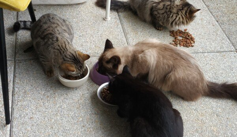 Stérilisation des 3 p'tits chats 🐱
