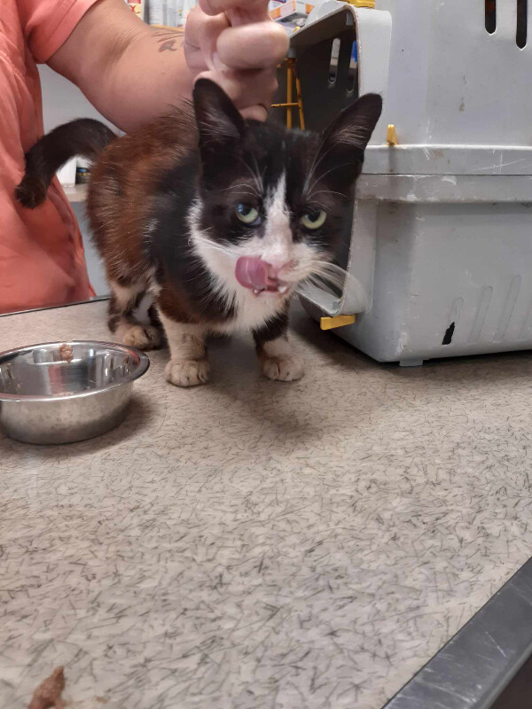 Image justificative de la cagnotte