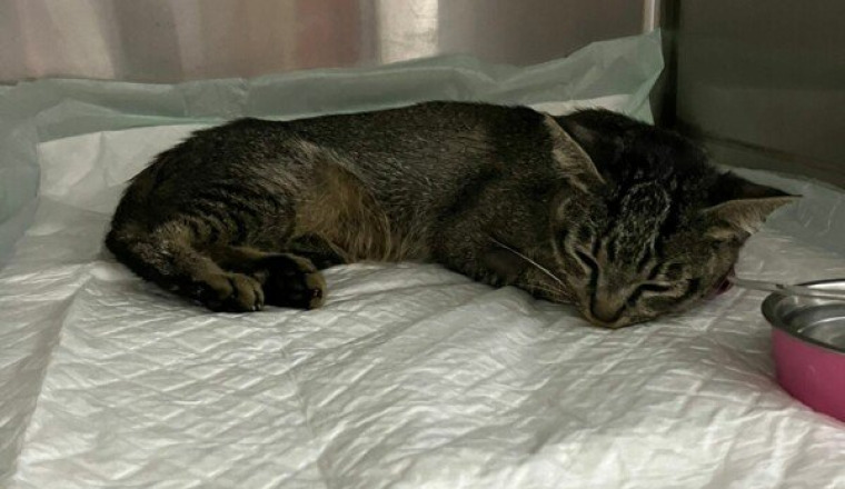 Jamaïque, chatte de la rue empoisonnée