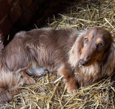 Tous solidaire pour retrouver Petit Pablo