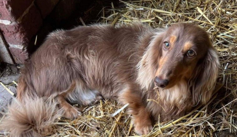 Tous solidaire pour retrouver Petit Pablo