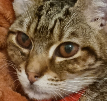 Sauvons Pipoune , atteint de la PIF.
