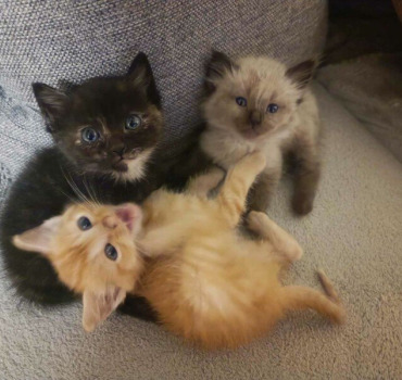Famille chats