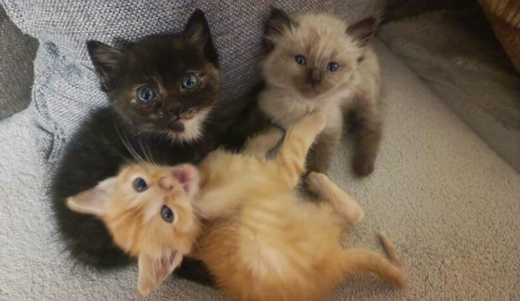 Famille chats