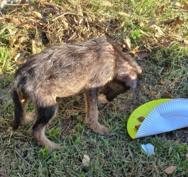3 Chiots en état d’urgence st Gilles