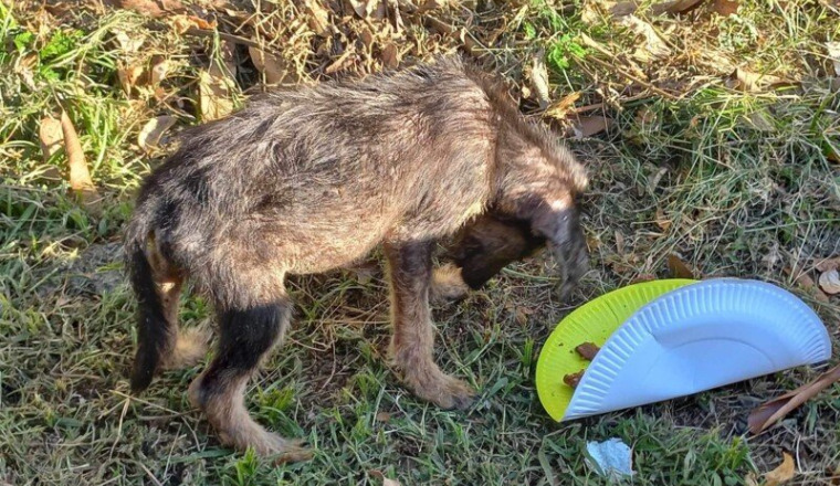 3 Chiots en état d’urgence st Gilles