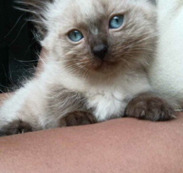 Voyage des chats et de chien