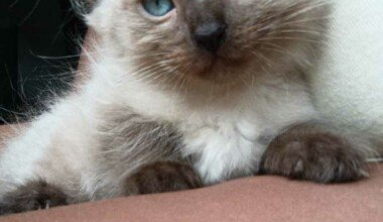 Voyage des chats et de chien