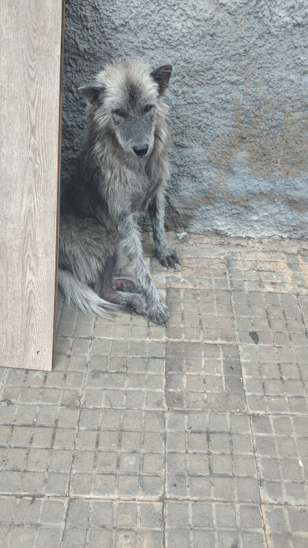 Image justificative de la cagnotte