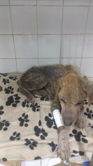 Image justificative de la cagnotte