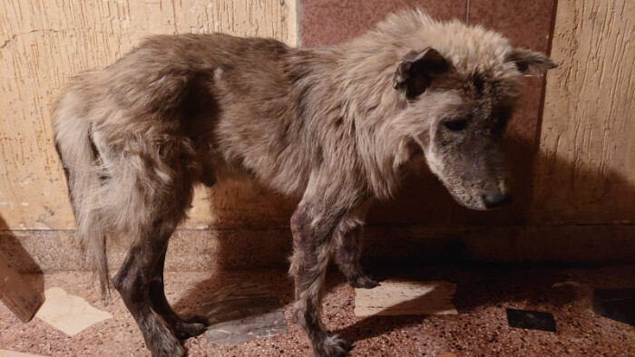 Image justificative de la cagnotte