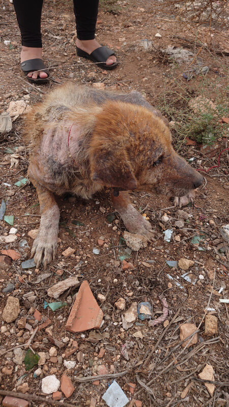 Image justificative de la cagnotte