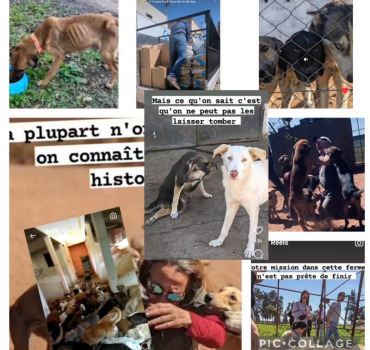 Urgence Vitale 150 chiens ont faim