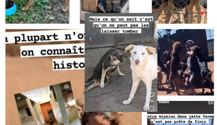 Urgence Vitale 150 chiens ont faim