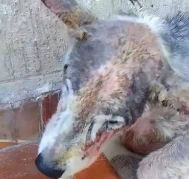 pour les 3 huskys