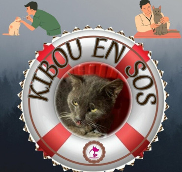 🆘 AIDEZ-NOUS A SOIGNER KIBOU ! 🆘